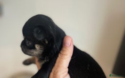 Chihuahua dogs for sale: KC Reg tiny Chihuahua puppies - Image 2