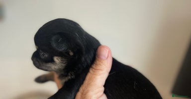 Chihuahua dogs - Advert 4