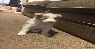 Border Collie dogs Only one girl left. - Advert 1