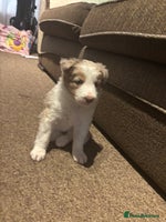 Border Collie dogs Only one girl left. - Advert 2