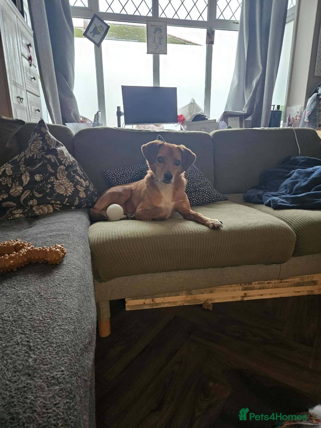 Mixed Breed dogs for adoption: Michael for adoption!  - Advert 8