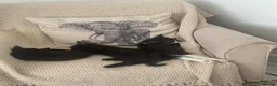 Mixed Breed cats for sale: Playful kittens looking for a loving home  - Advert 6