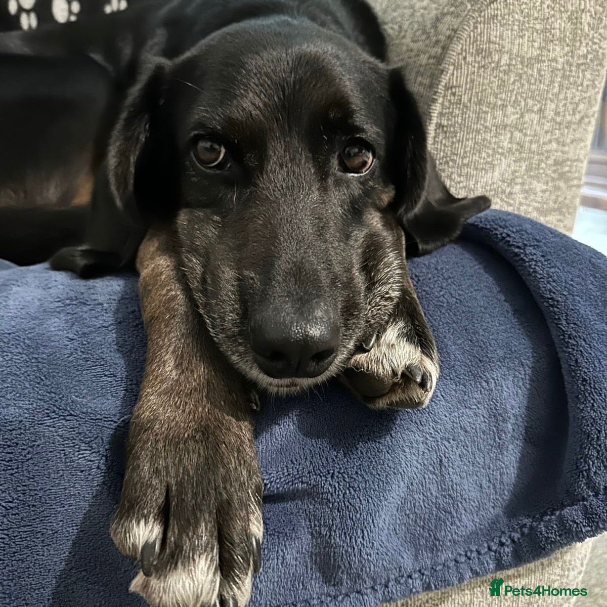 Mixed Breed dogs Jett (Labrador/Pointer mix) - Advert 18