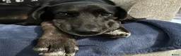 Mixed Breed dogs for adoption: Jett (Labrador/Pointer mix) in High Wycombe - Advert 1