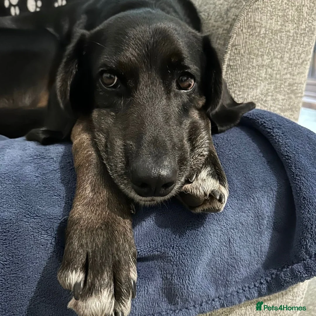 Mixed Breed dogs for adoption: Jett (Labrador/Pointer mix) in High Wycombe - Advert 1