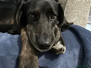 Mixed Breed dogs Jett (Labrador/Pointer mix) - Advert 4