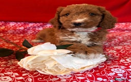 Mixed Breed dogs for sale: Australian Labradoodle  - Image 6
