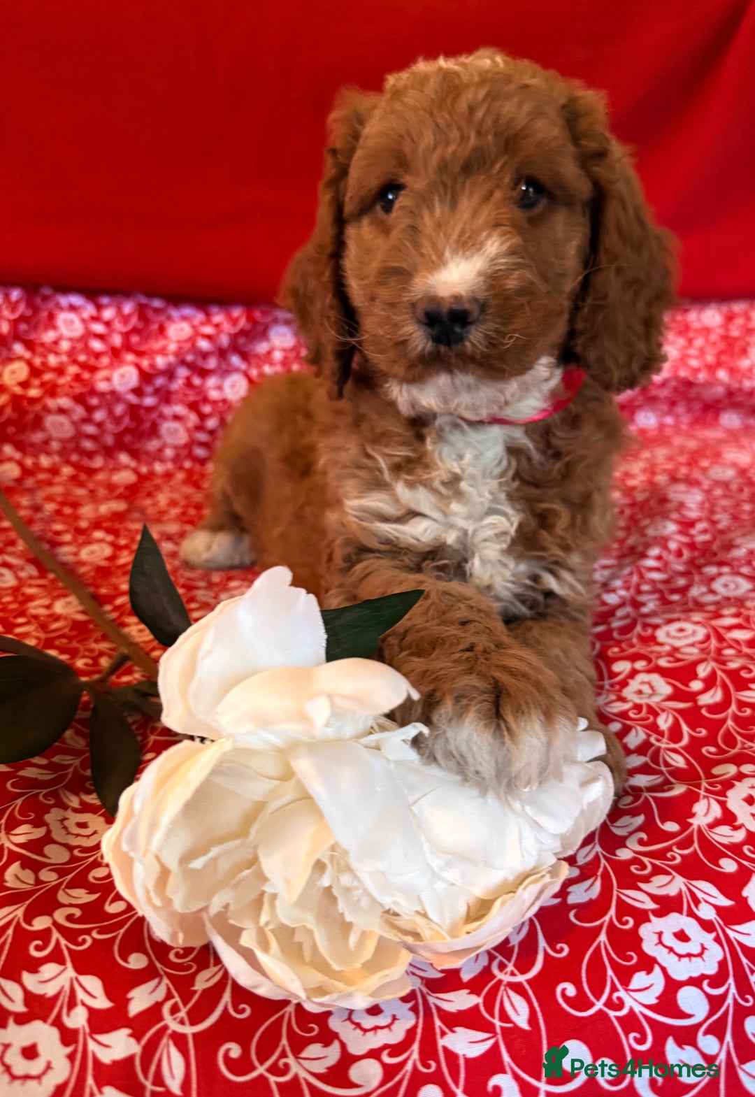 Mixed Breed dogs for sale: Australian Labradoodle  - Image 6