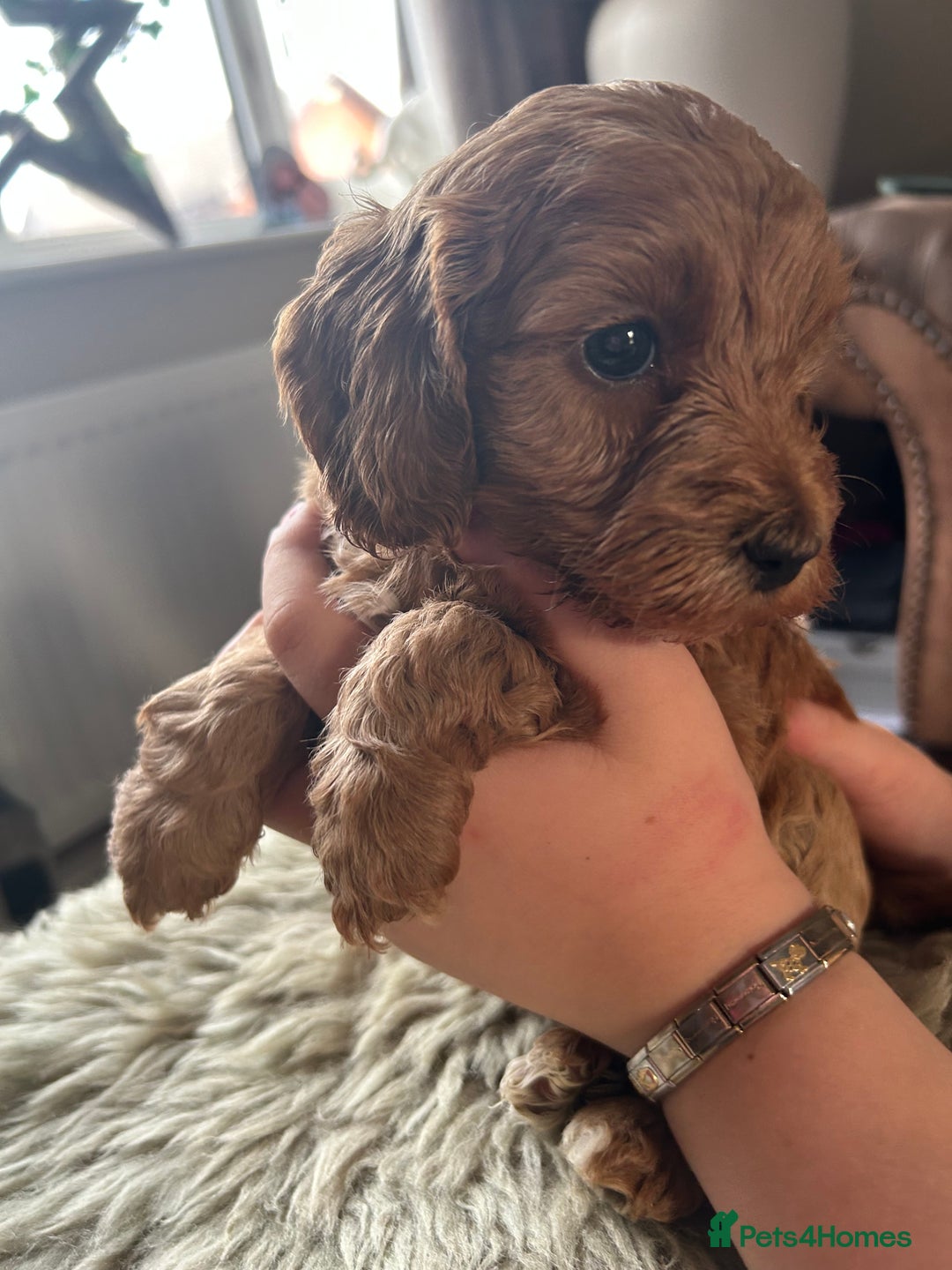 Cavapoo dogs for sale: ⭐️F1B COCKAPOO PUPS ⭐️ - Image 9