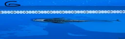 Koi Carp fish for sale: 8 Koi For Sale, 14 months old - Advert 7