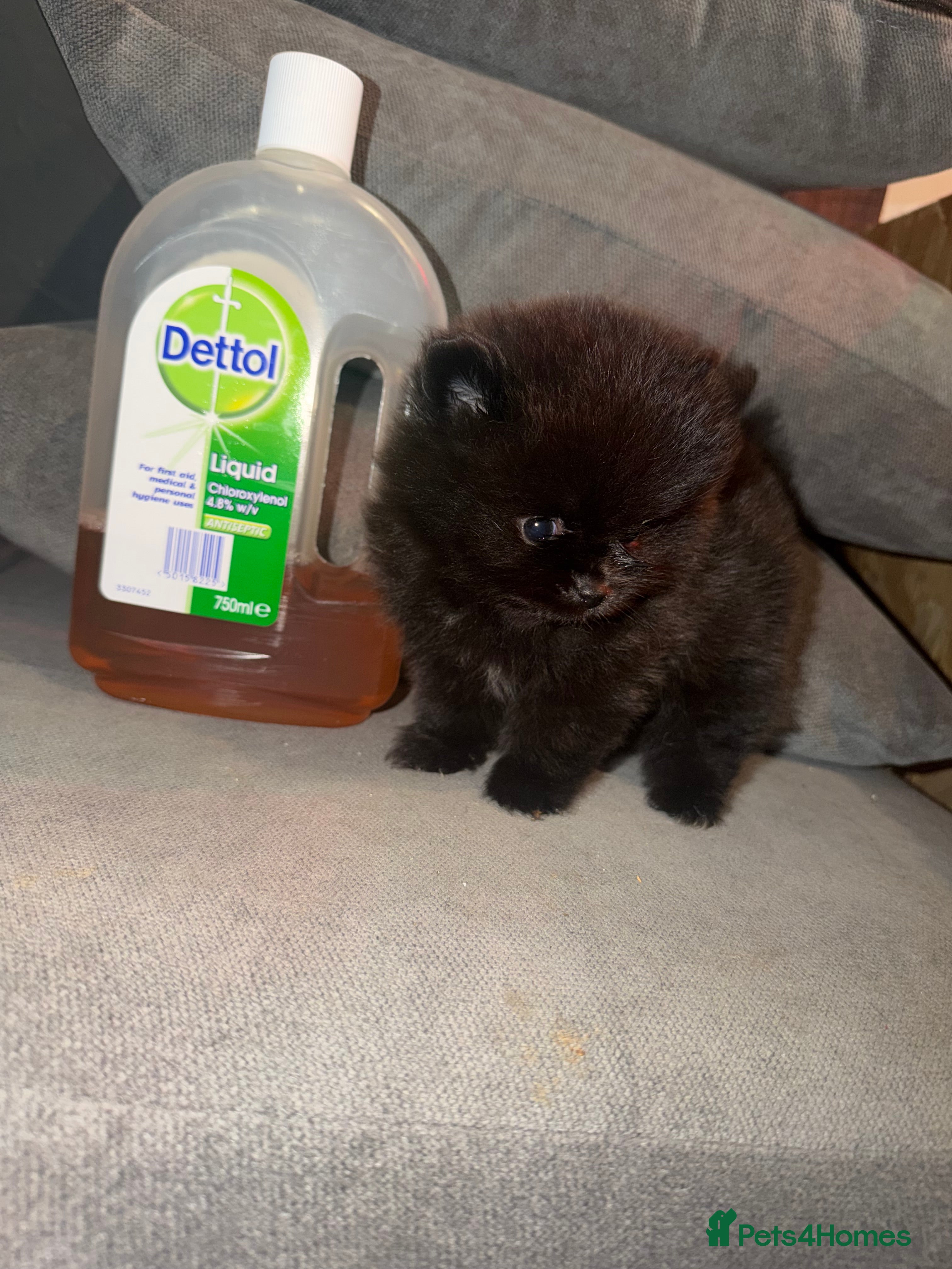 Pomeranian dogs 💐🤩🖤SMALL BUT MIGHTY PLEASE READ  🖤🤩💐 - Advert 16