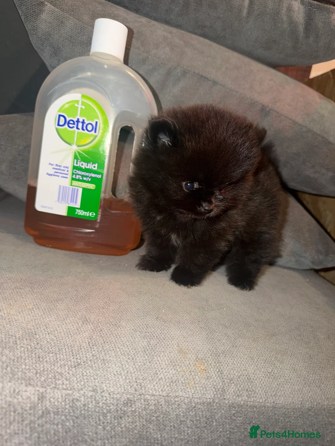 Pomeranian dogs for sale: 💐🤩🖤SMALL BUT MIGHTY PLEASE READ  🖤🤩💐 - Advert 1