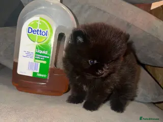 Pomeranian dogs 💐🤩🖤SMALL BUT MIGHTY PLEASE READ 🖤🤩💐 - Advert 16