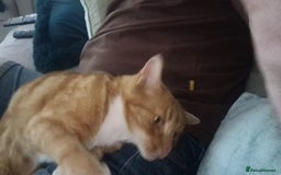 Domestic Shorthair cats for sale: Edward - Image 3
