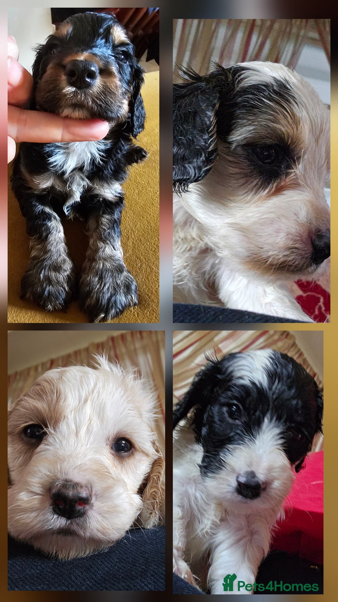 Cockapoo dogs Amazing Roan and Tri Colored F1 Cockapoos - Advert 8