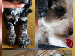 Cockapoo dogs Amazing Roan and Tri Colored F1 Cockapoos - Advert 8