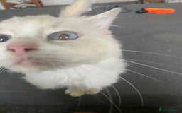 Ragdoll cats for sale: Beautiful Bodhi - Image 4