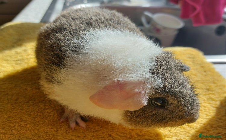 Guinea Pig rodents - Advert 11