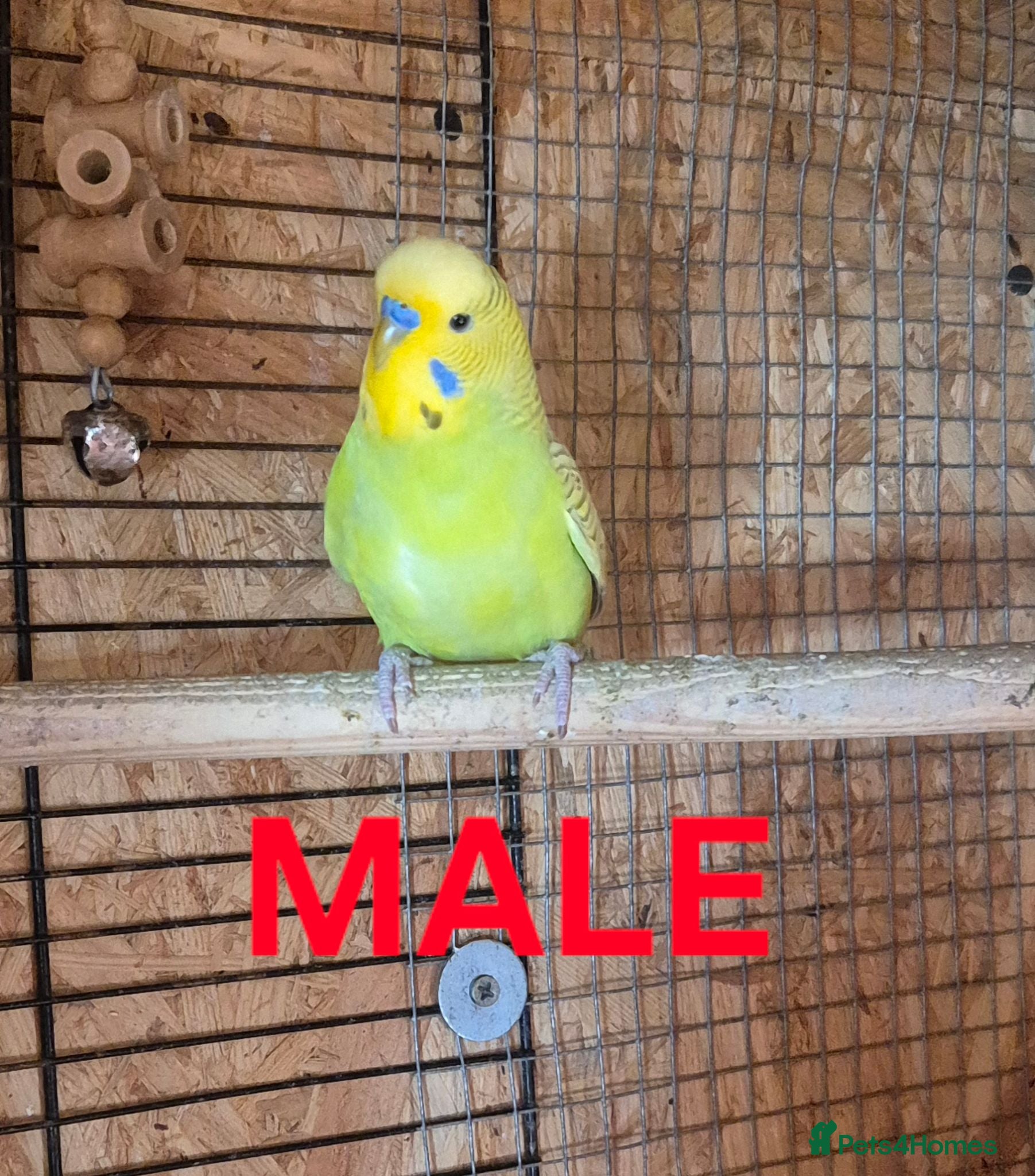Budgerigars birds Budgies for sale :)  - Advert 2