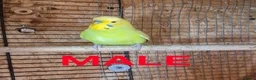 Budgerigars birds for sale: Budgies for sale :)  - Advert 2