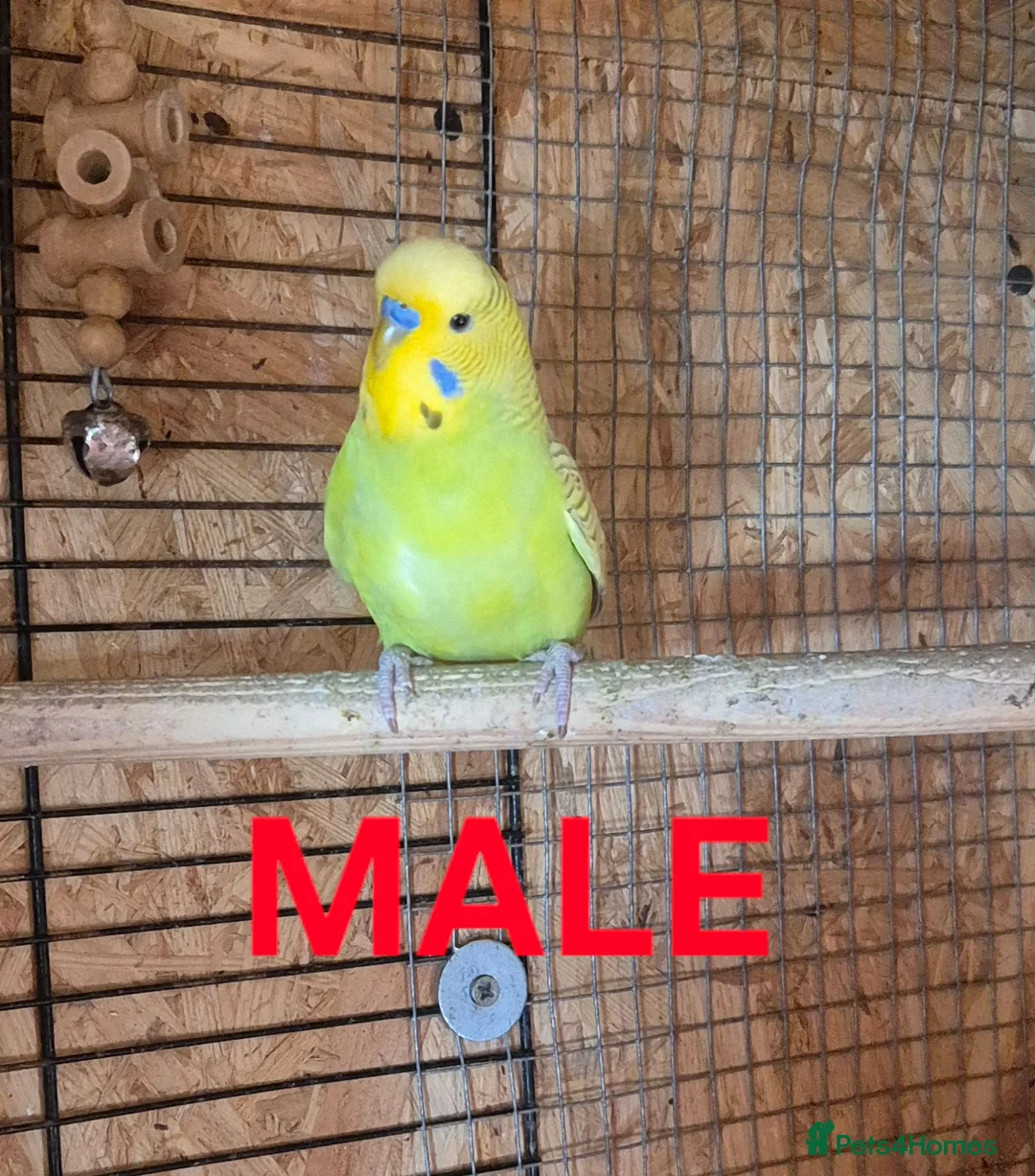 Budgerigars birds for sale: Budgies for sale :)  - Advert 2