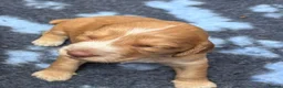 Cocker Spaniel dogs for sale: KC Reg Working Cocker Spaniel Puppies FTC breeding - Advert 11