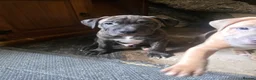 Mixed Breed dogs for sale: Pocket bully cross presa canario in Blackburn - Advert 17