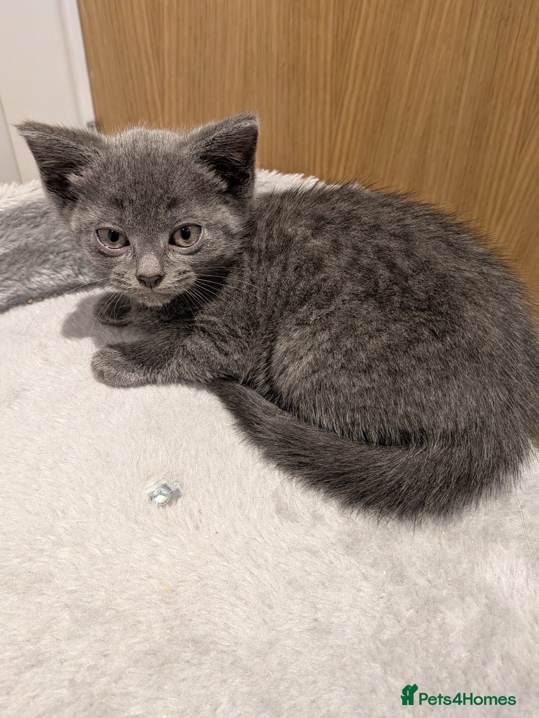 Russian Blue cats for sale: Russian blue male kitten  - Advert 3