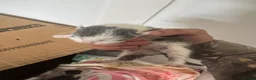 British Shorthair cats for sale: Newborn Kittens in Bradford - Advert 6