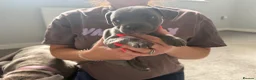 Staffordshire Bull Terrier dogs for sale: Four stunning blue Staffordshire bull terriers - Advert 5