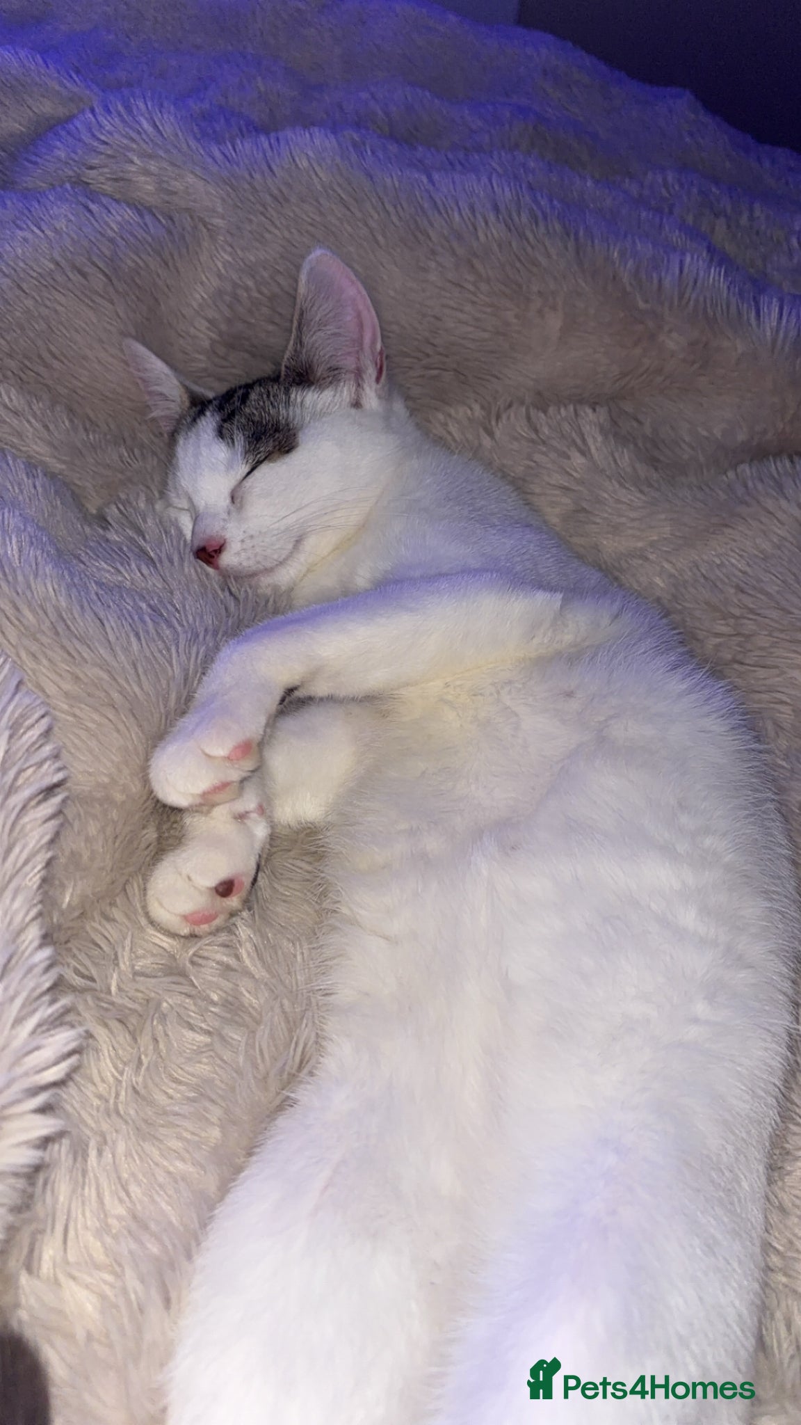 Mixed Breed cats Adorable 8 month old cat - Advert 1