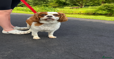 Cavapoo dogs - Advert 14