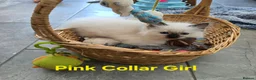 Ragdoll cats for sale: Adorable Ragdoll kittens looking for loving homes! - Advert 28