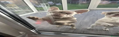 French Bulldog 3