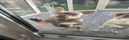 French Bulldog dogs for sale: 8 month old KC registered French bulldogs pups  - Advert 2