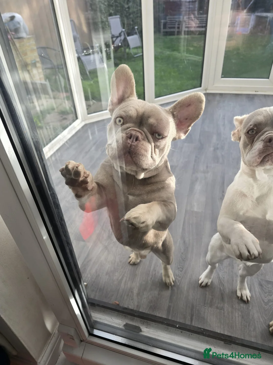 French Bulldog dogs for sale: 8 month old KC registered French bulldogs pups  - Advert 2