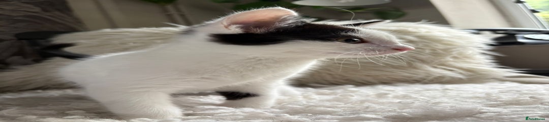 Domestic Shorthair Kitten 1