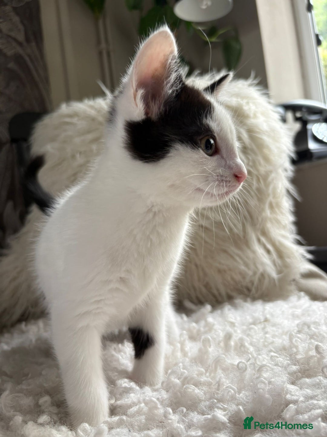 Domestic Shorthair cats for sale: three beautiful male kittens! in Newent - Image 5