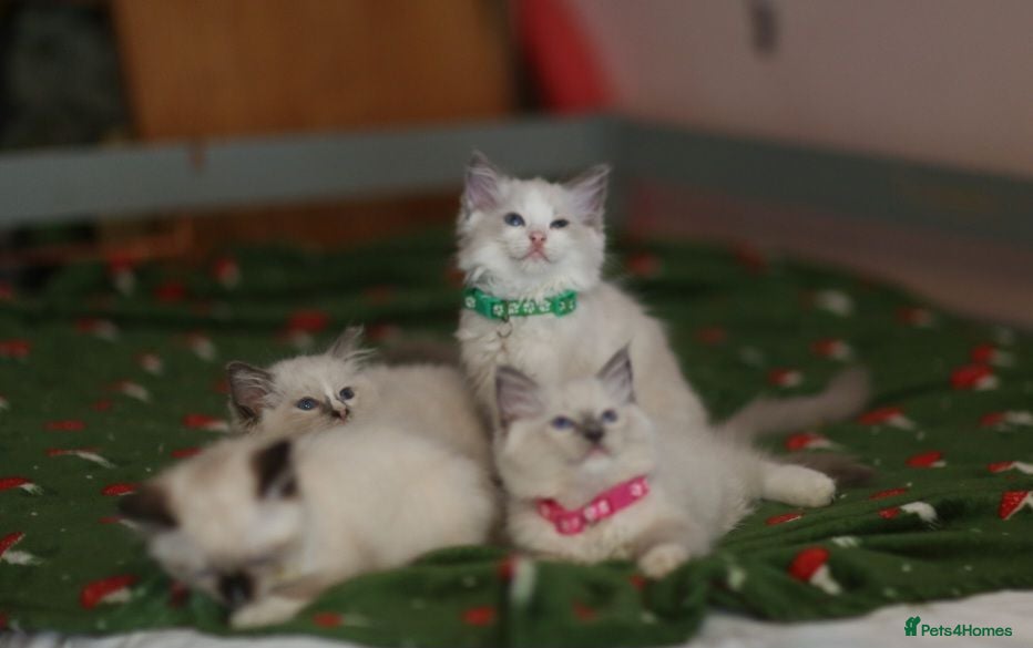Ragdoll cats Beautiful Ragdoll kittens  - Advert 16