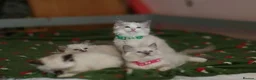 Ragdoll cats for sale: Beautiful Ragdoll kittens  - Advert 6