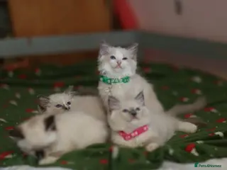 Ragdoll cats Beautiful Ragdoll kittens - Advert 1