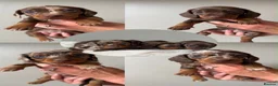 Miniature Dachshund dogs for sale: Miniature dachshund - Advert 1