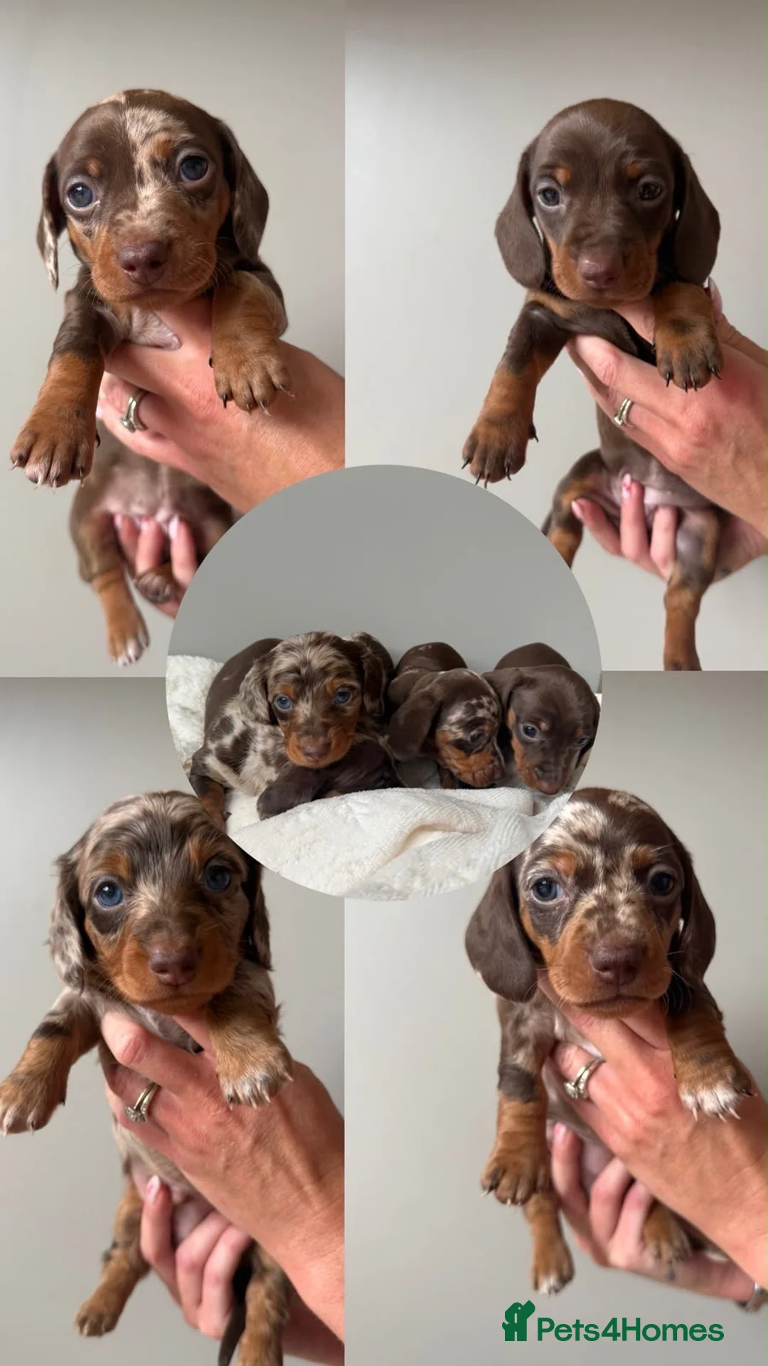 Miniature Dachshund dogs for sale: Miniature dachshund - Advert 1