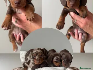Miniature Dachshund dogs Miniature dachshund - Advert 2