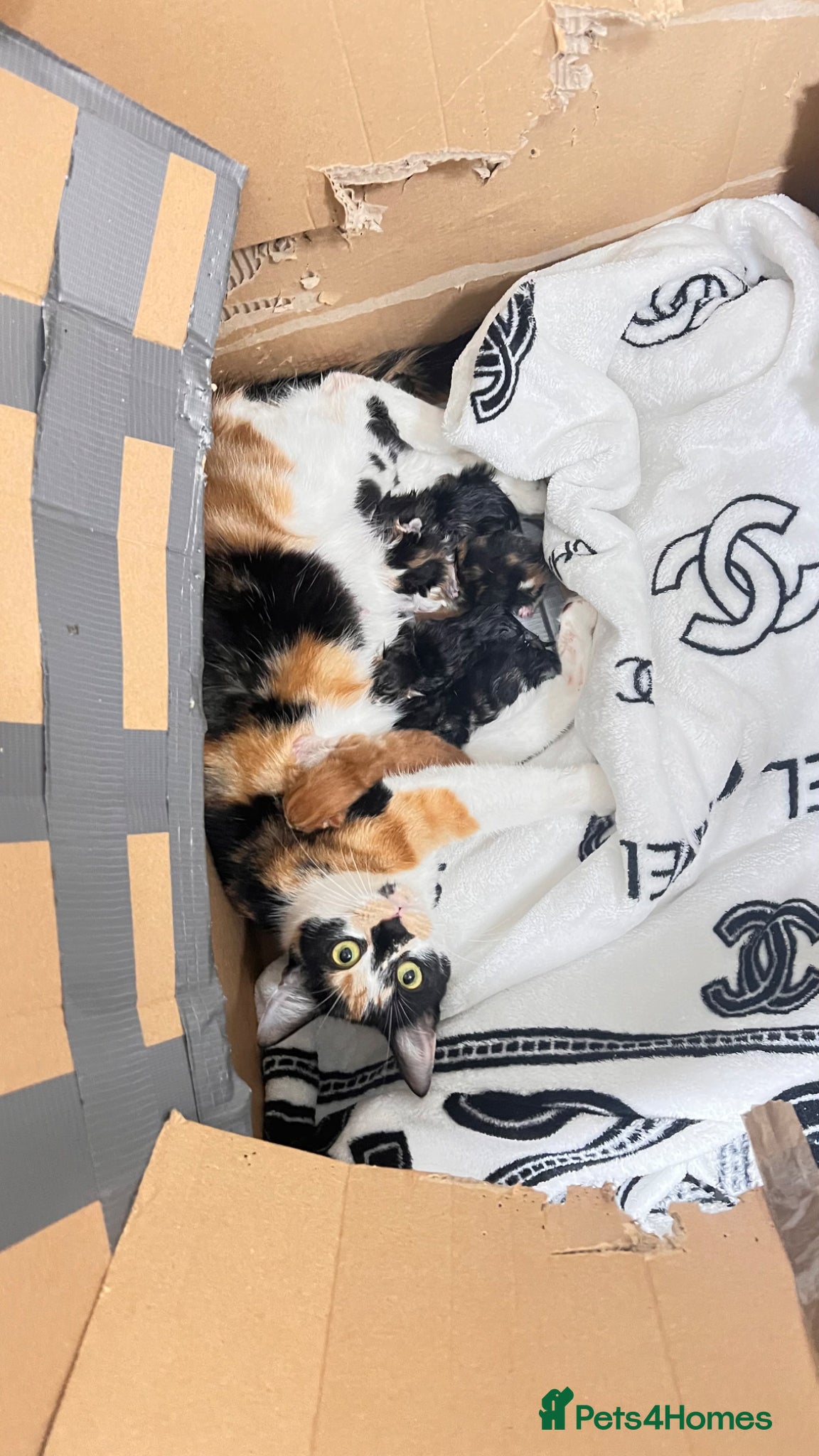 Mixed Breed cats Female cat for free - Advert 2