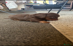 Dachshund dogs for sale: Chocolate tan dachshund  - Image 3