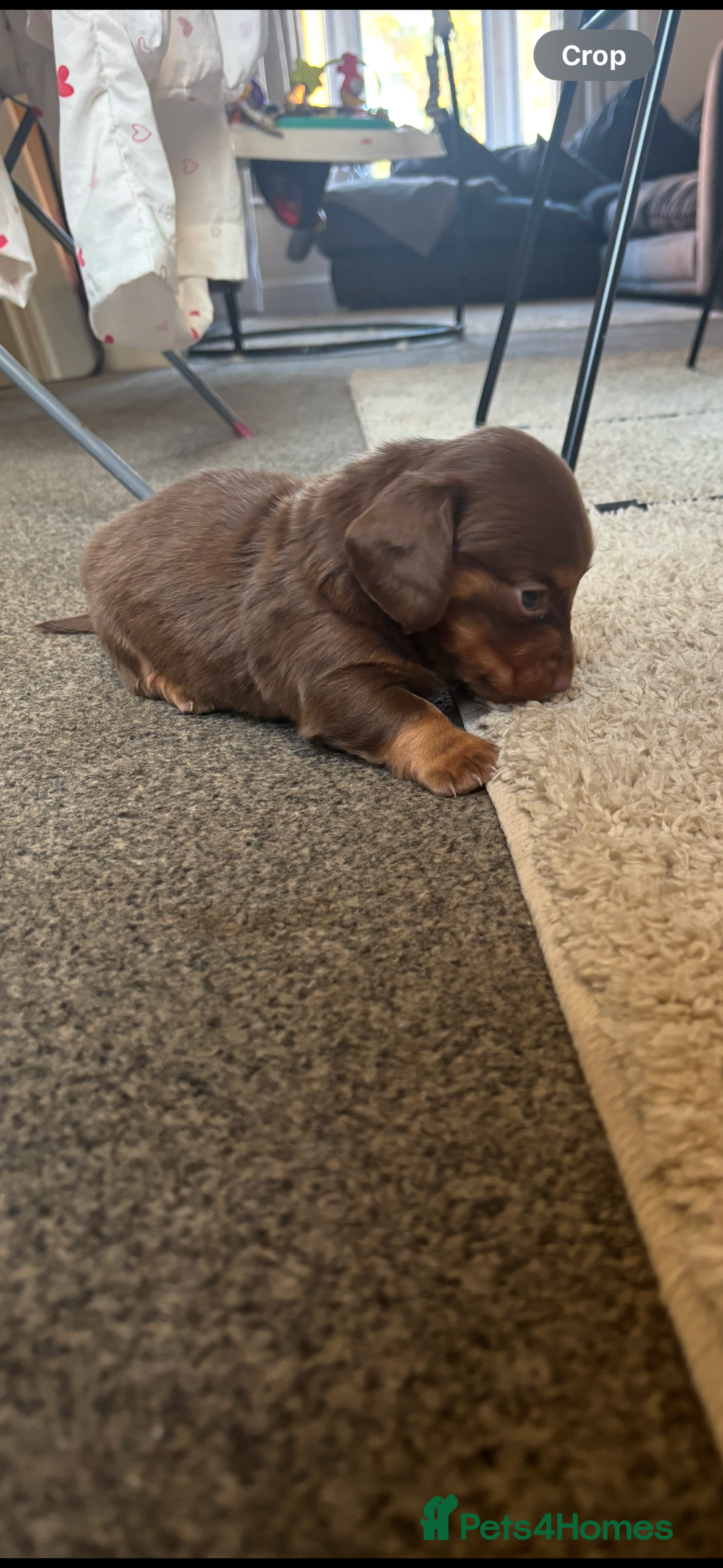 Dachshund dogs for sale: Chocolate tan dachshund  - Image 3