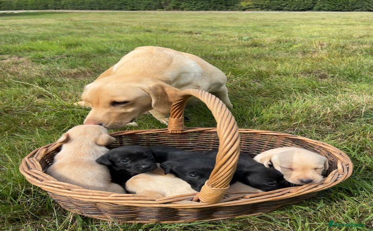 Labrador Retriever dogs - Advert 13