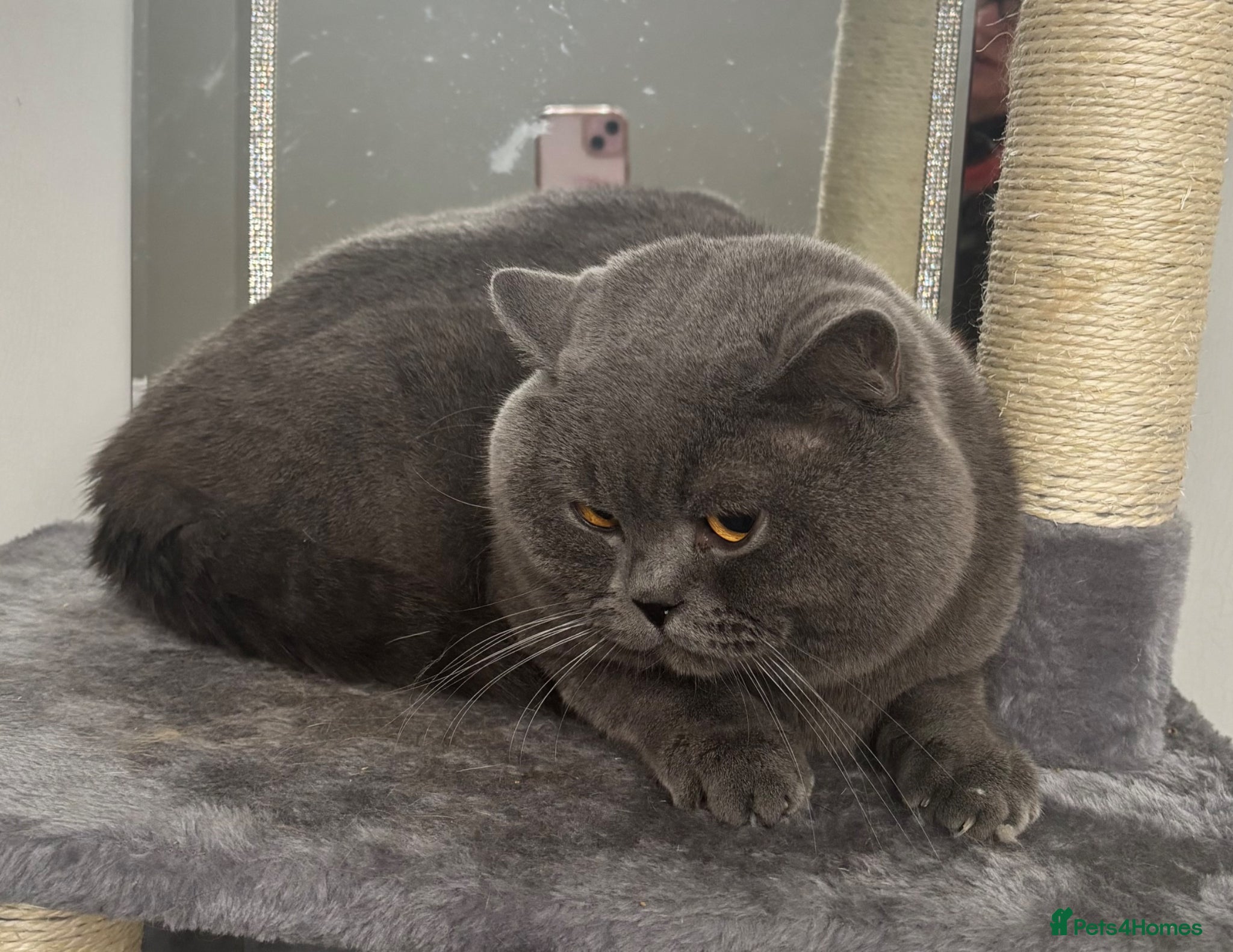 British Shorthair cats British Blue Proven Stud Cat  - Advert 16