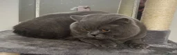 British Shorthair cats for stud: British Blue Proven Stud Cat  - Advert 2